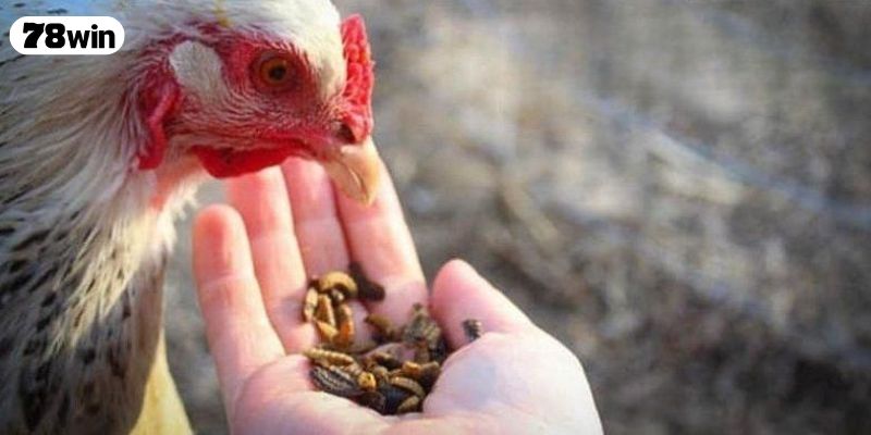 Những lưu ý quan trọng khi sử dụng thuốc nuôi gà đá